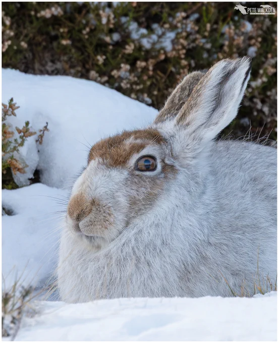 A mountain hare sitting in a form on a snowy day.