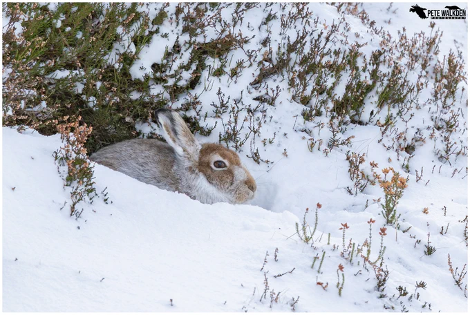 A mountain hare sitting in a form on a snowy day.