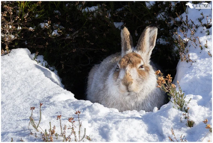 A mountain hare sitting in a form on a snowy day.