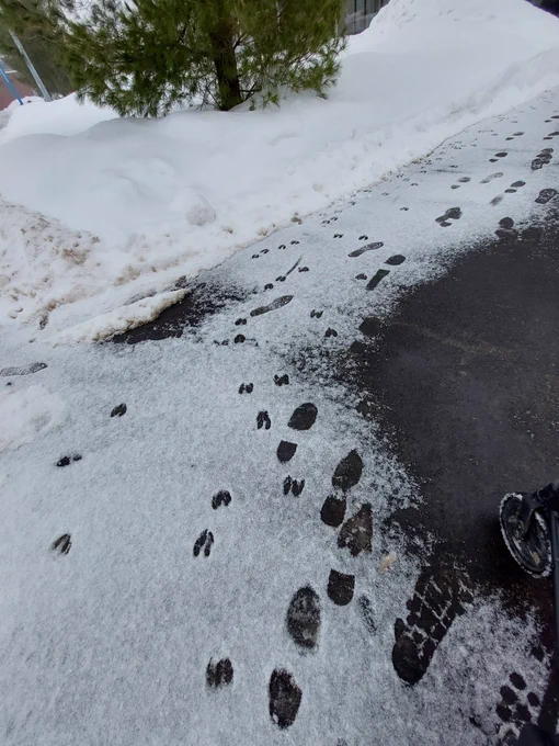 Deer tracks and human footprints in light snow on a path