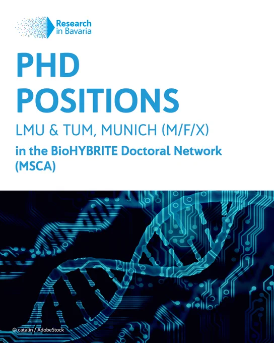 In the top left corner is the logo of Research in Bavaria, text below says: PhD positions at LMU & TUM, Munich in the BioHYBRITE Doctoral Network (MSCA)” 

Photo below shows a tech-futuristic illustration of  a DNA string in blue. Photo credit: catalin / Adobe Stock.