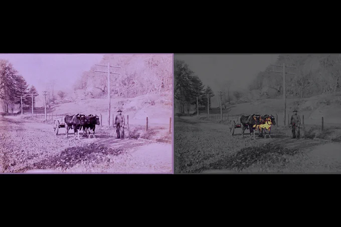 Side-by-side comparison of a photo. On the left the image of cattle pulling a wagon has a mask overlay. On the right, the same image has highlighted regions where there is silver mirroring damage 