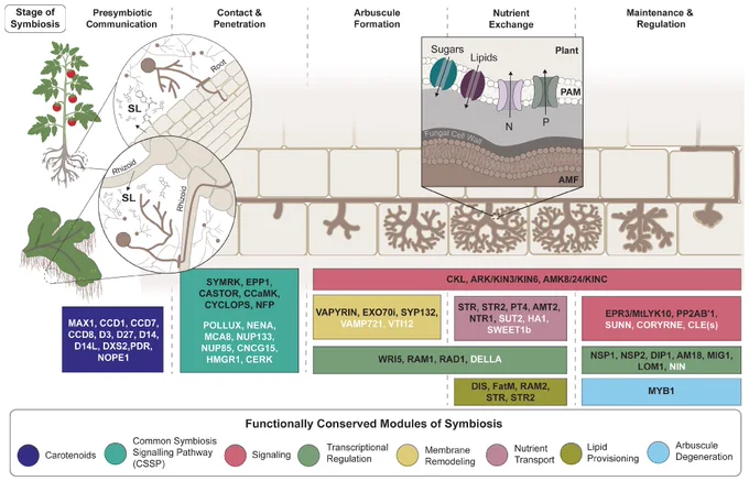 Fig. 1.
Stages of arbuscular mycorrhizal symbiosis and associated conserved gene modules. Colonization of tissue—whether bryophyte thallus or flowering plant root cortex—involves many genes conserved across land plants. The process begins when the plant releases strigolactones (SLs), signaling molecules that fungi detect and that promote hyphal growth and branching toward the host tissue. Hyphae then enter individual cells and develop arbuscules, where nutrients are exchanged bidirectionally across the periarbuscular membrane (PAM). The plant genes controlling these processes are organized into conserved modules, shown in colored boxes. Genes in black text appear broadly in host genomes but are absent from nonhosts; white text indicates genes that are important for symbiosis and present in nonhost genomes.