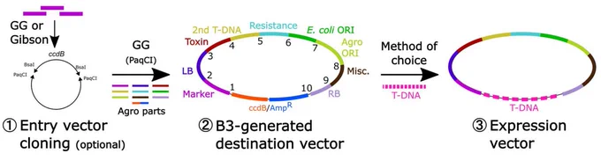 https://www.biorxiv.org/content/10.64898/2026.02.15.705982v1