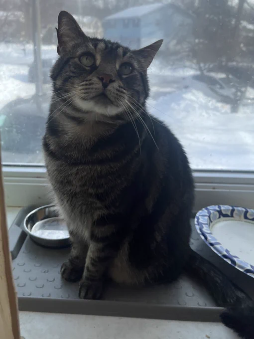 Fishtopher, a classic brown tabby cat with green eyes, sitting in front of a snowy window