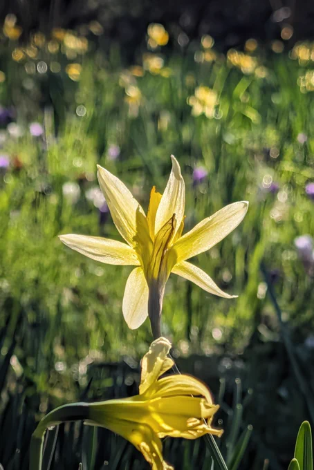 A close-up, backlit view of a yellow daffodil in a grassy field. The sun shines directly from behind the flower, making its star-shaped petals appear luminous and translucent. A second, partially opened daffodil droops slightly in the foreground. The background is a beautifully blurred bokeh of vibrant green grass speckled with out-of-focus yellow and purple spring flowers.