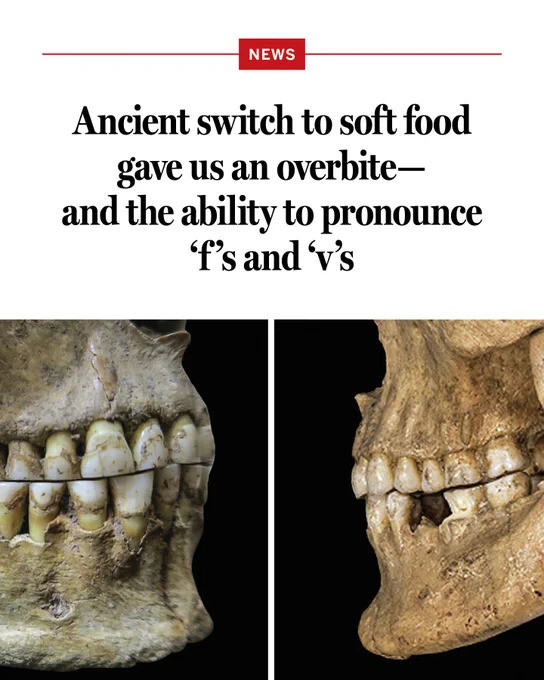 Two skulls with the hedline: Ancient switch to soft food gave us an overbite—and the ability to pronounce ‘f’s and ‘v’s

