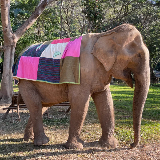 Rescued elephant in Chiang Mai, Northern Thailand, wearing a handmade patchwork blanket donated by the Congrex Switzerland Meeting Planning team.