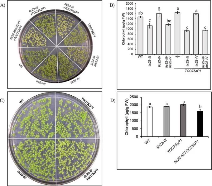 Phenotypic analysis of WT, tic22‐III, tic22‐IV, tic22‐III/tic22‐IV, TOC75ΔP1, tic22‐III/TOC75ΔP1, tic22‐IV/TOC75ΔP1, and tic22‐III/tic22‐IV/TOC75ΔP1 plants in a TOC75 WT background. (A) Phenotypes of 7‐day‐old seedlings grown on MS plates. (B) Total chlorophyll levels in 7‐day‐old seedlings. (C) Phenotypic analysis of 13‐day‐old seedlings. (D) Total chlorophyll levels in 13‐day‐old seedlings. Different letters indicate statistically significant differences among genotypes as determined by one‐way ANOVA followed by Tukey's HSD post hoc test (𝛼 = 0.05).