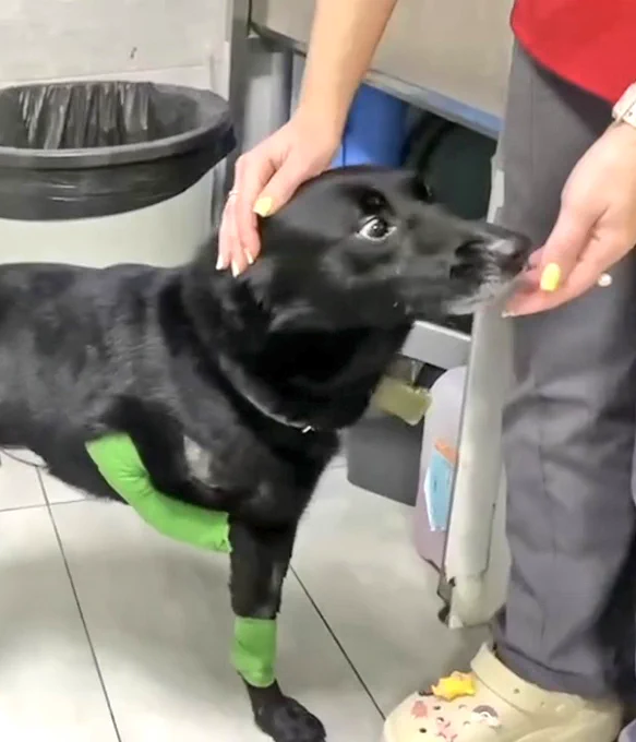 Black dog with 2 legs.
