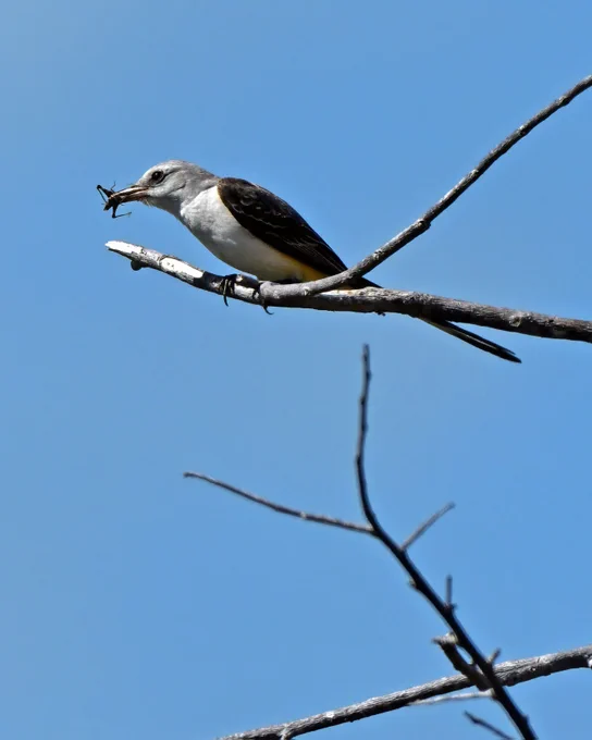 a bird eating a bug on a branch