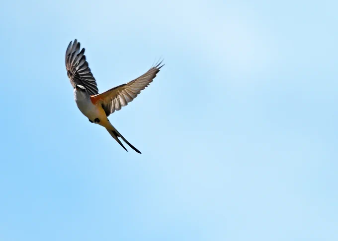 scissor tailed flycatcher in mid flight