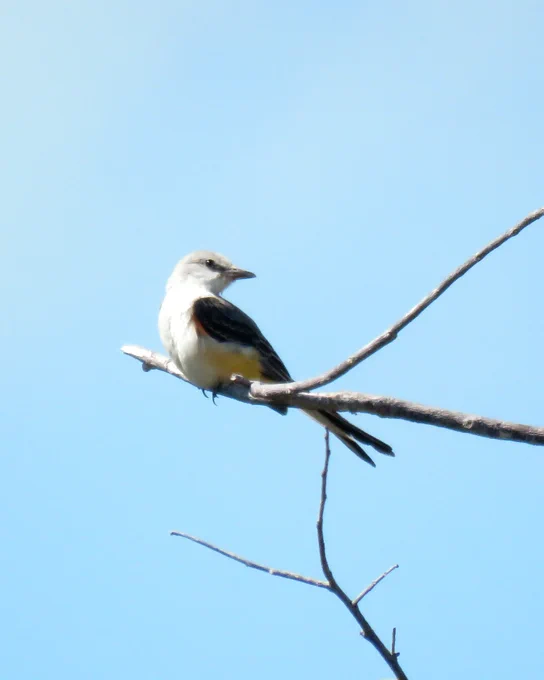 bird on branch
