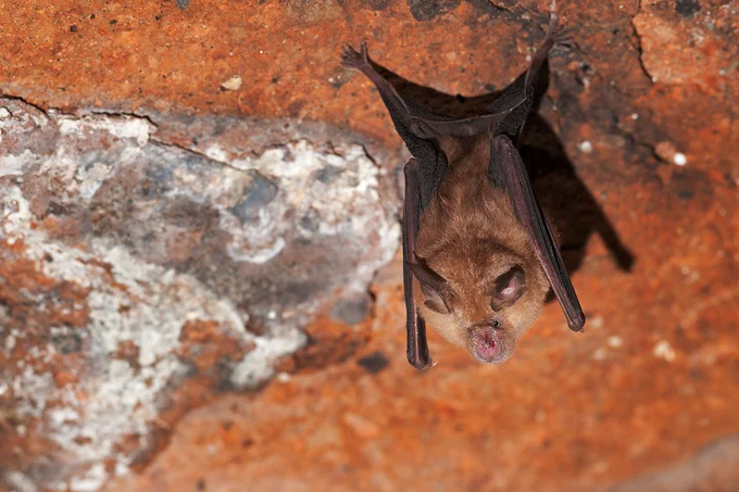 Rhinolophus Ferrumequinum
Foto: A. Calabrese