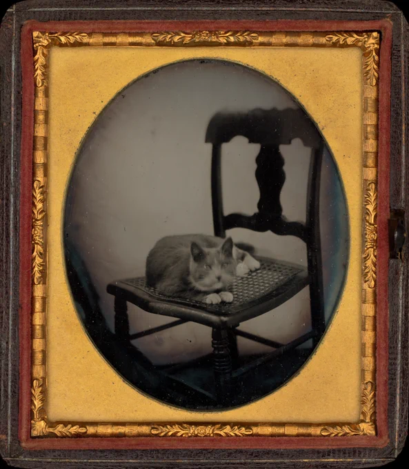 A gold-framed vintage photograph of a cat lying on a cane-woven wooden-backed chair with a wooden back. They are facing the camera with their little front paws with white sock markings under the chin. 