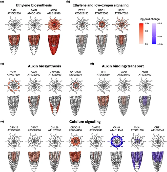 Fig. 5 Hormone biosynthesis and signaling is altered by hypoxia in Arabidopsis thaliana roots.