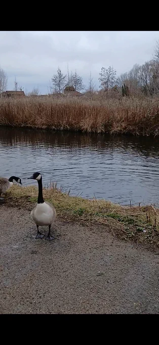 Two geese on the canal tow path 