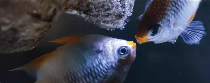 Two small, brightly coloured fish face each other near a rocky surface underwater. One fish has orange accents near its fins and mouth, while the other has a similar pattern. The background is dark, highlighting the fish and textured rock above them.