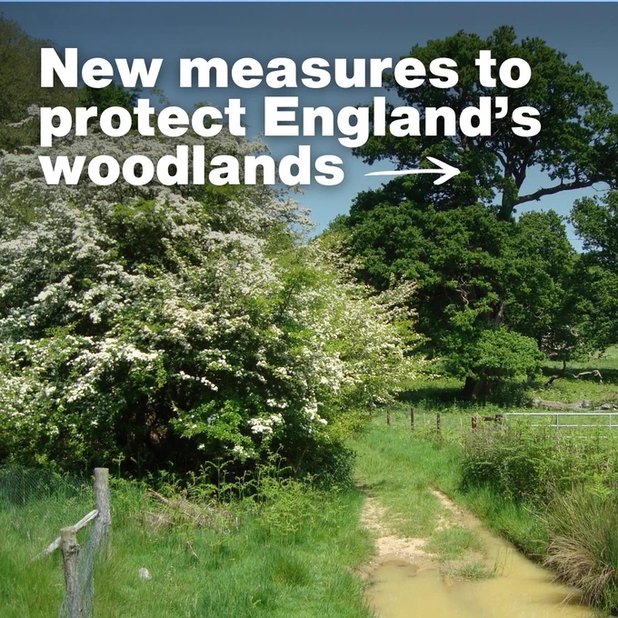 A lush, green woodland path in England is bordered by tall trees and bushes under a blue sky. Text overlay reads: "New measures to protect England's woodlands."