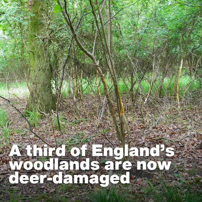 A section of woodland in England with visible deer damage, consisting of bark stripped from a tree. Text on the image states: "A third of England's woodlands are now deer-damaged."