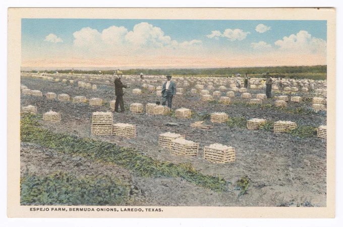 Postcard image of the Bermuda onion harvest at the Espejo Farm in Laredo, Texas. In the fields baskets holding Bermuda onions are visible along the rows.