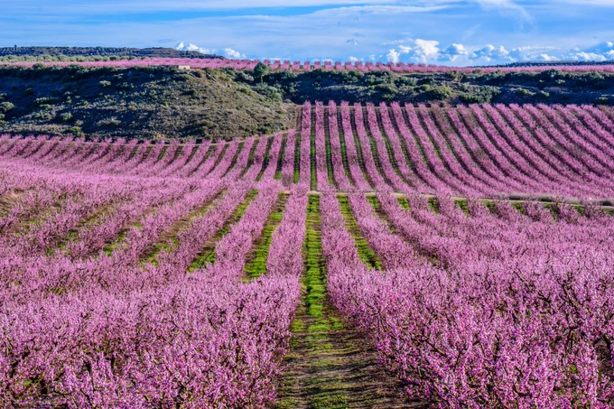 Celebra la floració a Aitona amb la Festassa del Fruiturisme!