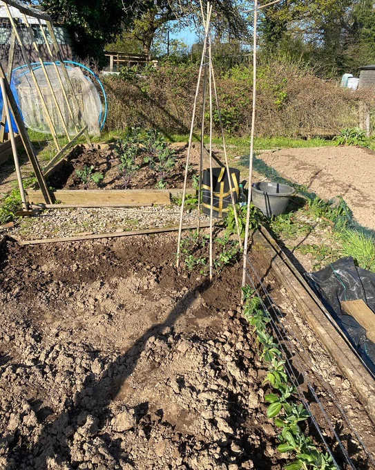 sweet peas and broad beans on allotment ready to grow upwards