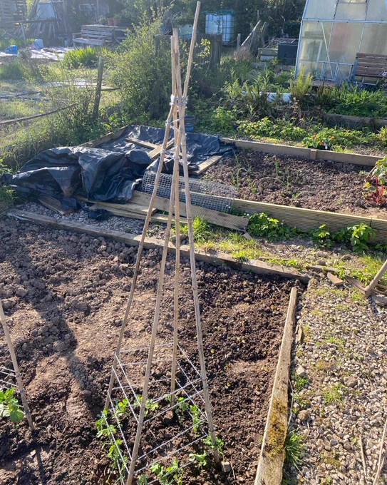 sweet peas and broad beans on allotment ready to grow upwards