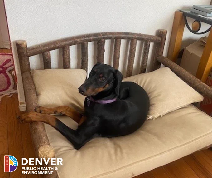 Big, black-and-tan dog laying on a dog bed.