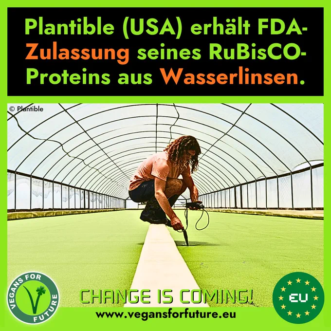 Text:
"Plantible (USA) erhält FDA-Zulassung seines RuBisCO-Proteins aus Wasserlinsen."
Auf dem Bild sieht man einen Mitarbeiter mitten in einem Gewächshaus der Wasserlinsen.
