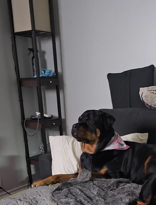 Chesnyy on the couch watching hockey