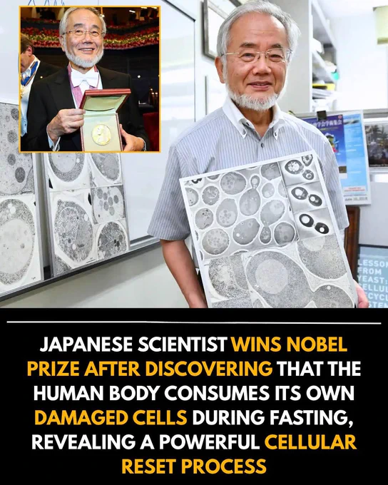 A Japanese scientist earned a Nobel Prize after discovering one of the body’s most powerful self-healing mechanisms: during periods of fasting, the human body begins to consume its own damaged cells, triggering a deep cellular reset known as autophagy. This natural process acts like an internal cleanup system, breaking down old proteins, malfunctioning components, and toxic buildup that contribute to aging and disease. The discovery revealed that fasting doesn’t just change metabolism — it activates a fundamental survival program hard-wired into our biology.

Researchers found that autophagy boosts cellular renewal, supports immune function, protects against neurodegeneration, and improves overall resilience. When the body isn’t busy digesting food, it shifts focus to maintenance and repair, recycling damaged parts into fresh, healthy components. This helps reduce inflammation, sharpen brain function, and improve the body’s ability to handle stress.