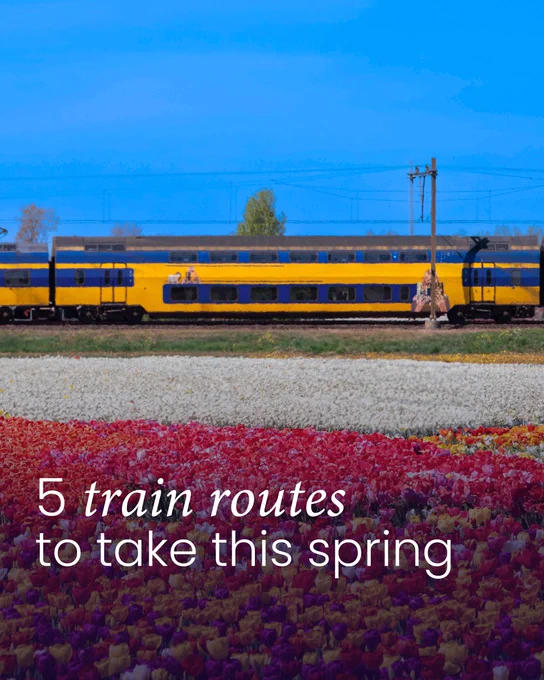 A yellow and blue train travels beside a colorful field of blooming tulips under a bright blue sky. The text on the image reads, "5 train routes to take this spring."