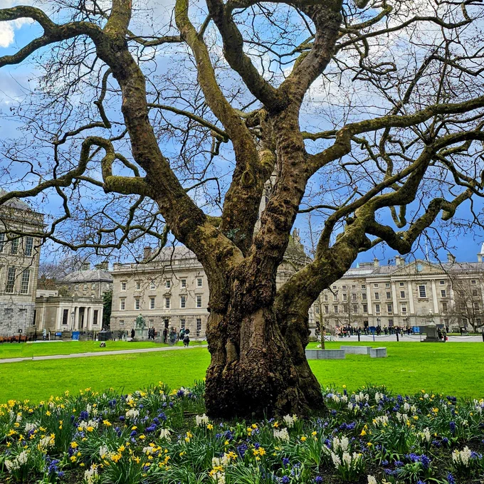 A low-angle shot of a massive, ancient tree with a thick, textured trunk and winding, skeletal branches stretching toward a blue sky with soft clouds. The tree is surrounded at its base by a vibrant, dense bed of yellow daffodils and purple and white crocuses. In the background, the grand, neoclassical stone buildings of Trinity College Dublin stand under a dramatic sky. The lighting is bright and crisp, highlighting the rough texture of the bark and the vivid colours of the spring flowers.