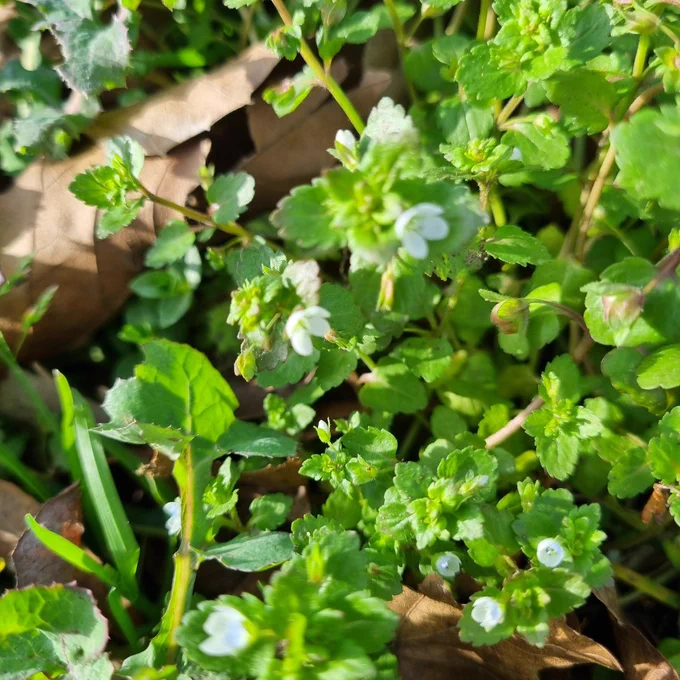 Green field speedwell,  Veronica agrestis