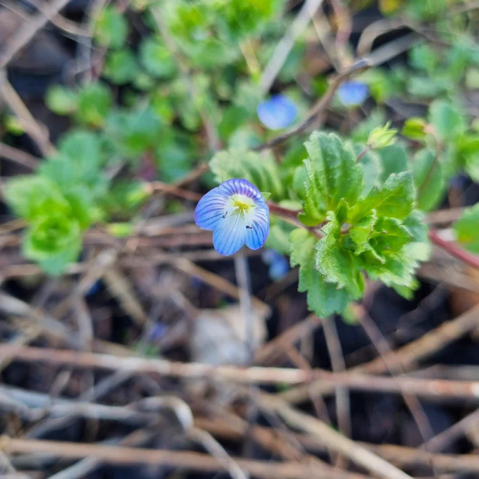 Common field speedwell,  Veronica persica 