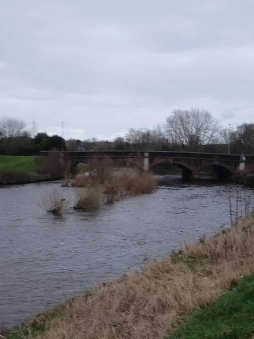 The river irwell flowing fast and full. In the middle there is some grass showing, usually you can see the earth as well. The water continues under the bridge arches. 