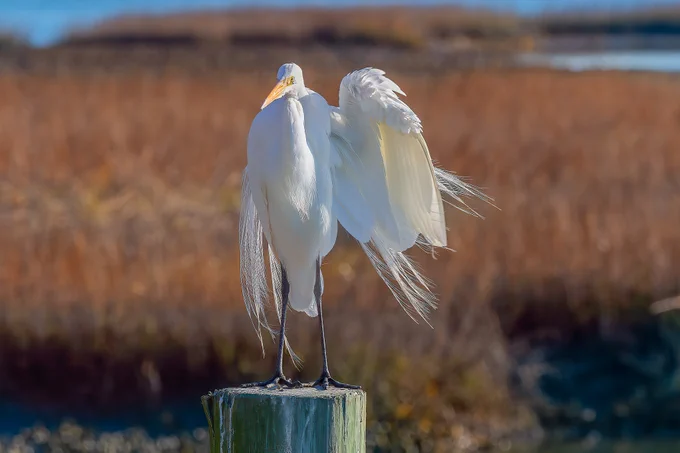 A graceful Great White Egret perched on a wooden piling in Murrells Inlet, South Carolina, with its wing slightly raised as if waving, showing delicate lace-like breeding plumes against a soft, golden marsh background.