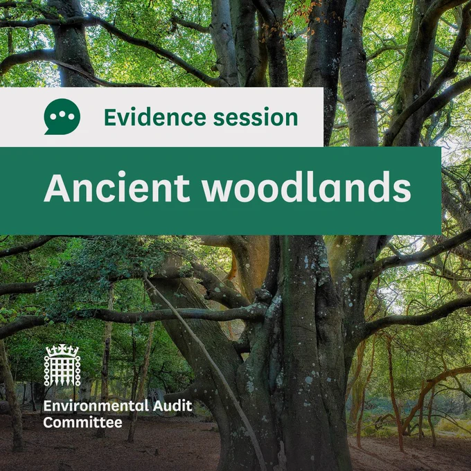 Evidence session.
Ancient woodlands.
Environmental Audit Committee.
Photo in the background shows a beautiful ancient tree with a very wide trunk and large branches covered in green leaves.