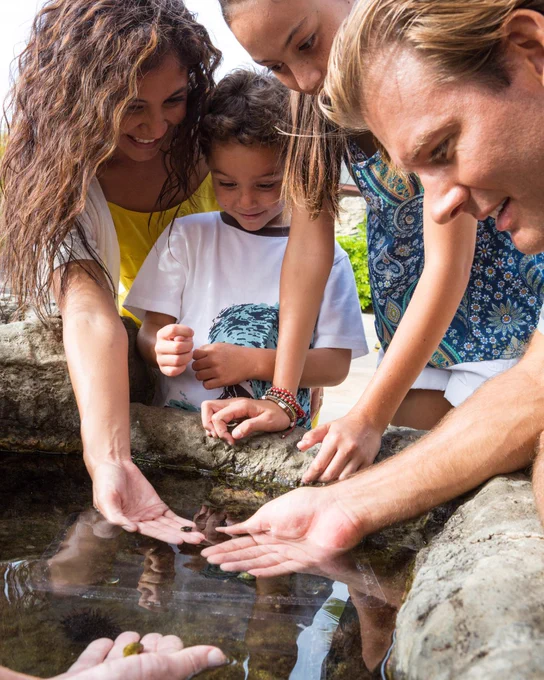A group of people, including children, are gathered at a shallow rock pool, observing small marine creatures. They are reaching into the water with hands extended, appearing engaged and curious. The setting is outdoors, under natural light.
