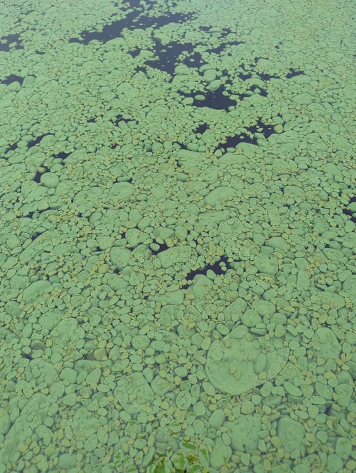 polluted Lough Neagh by Peter Harper