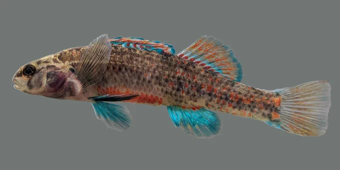 a fish with blue fins against a grey background.