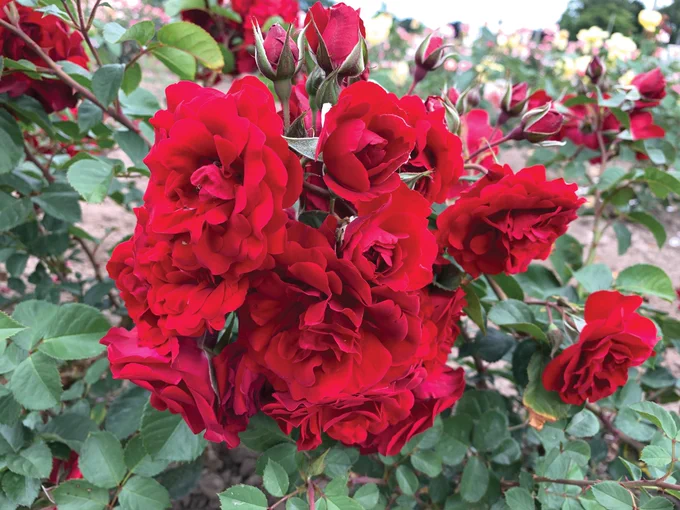 A gardener's favourite time of the year is just around the corner! This month's edition of Winnipeg Gardener, a monthly digital newsletter I write for the Winnipeg Free Press, is chock full of design inspiration and gardening tips. You'll hear from a gardener who successfully overwinters tender plants in his garage plus this month's edition includes a comprehensive guide to controlling weeds that you will want to clip and save! And there is plenty more inside! 