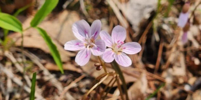 a pair of white and purple flowers, known as spring beauties, growing up out of the leaf litter.