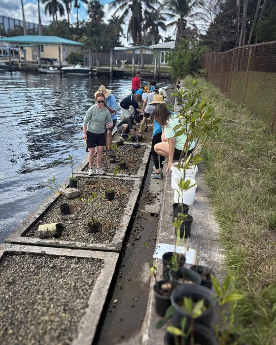 Volunteers planting young mangrove trees along a waterfront to restore the coastal ecosystem on a sunny day.