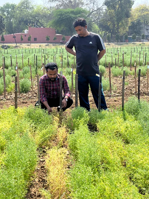 Extra Early (less than 100 days) lentil lines. 

