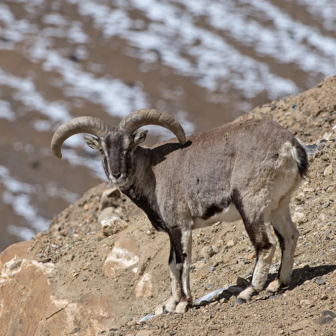 Bharal (blue sheep)