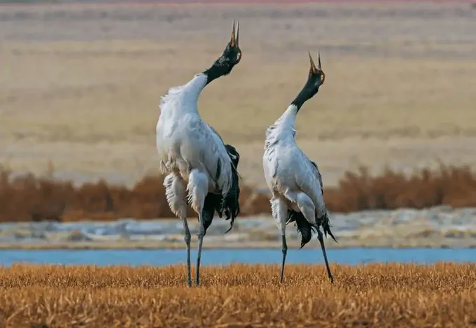 Black-necked crane