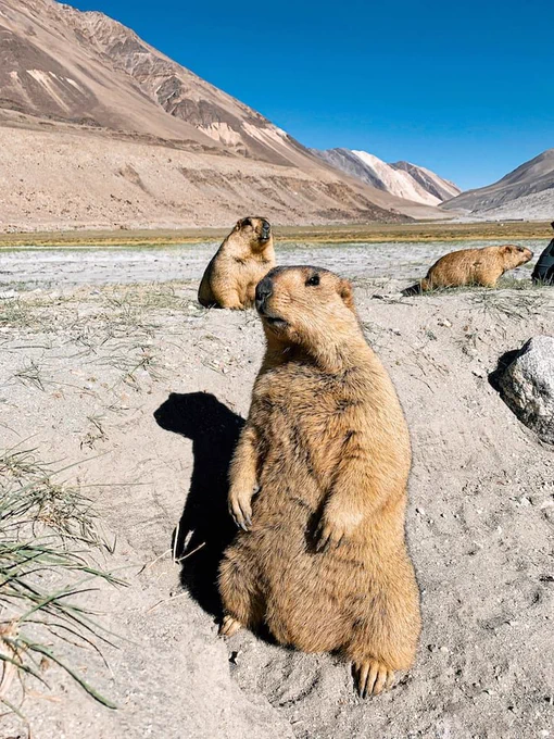 Marmot