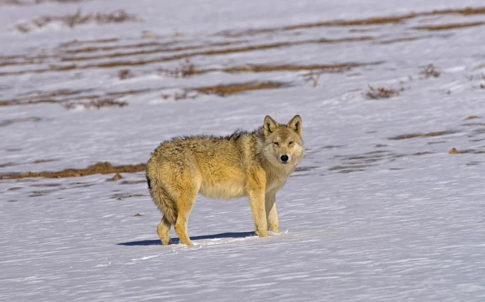 Himalayan wolf